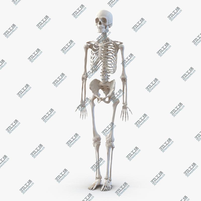 images/goods_img/20210313/Human Male Skeleton/1.jpg